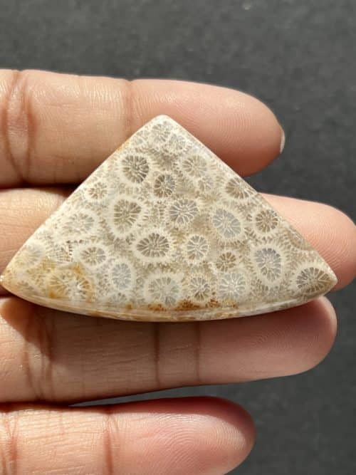 Fossile Corail n°2