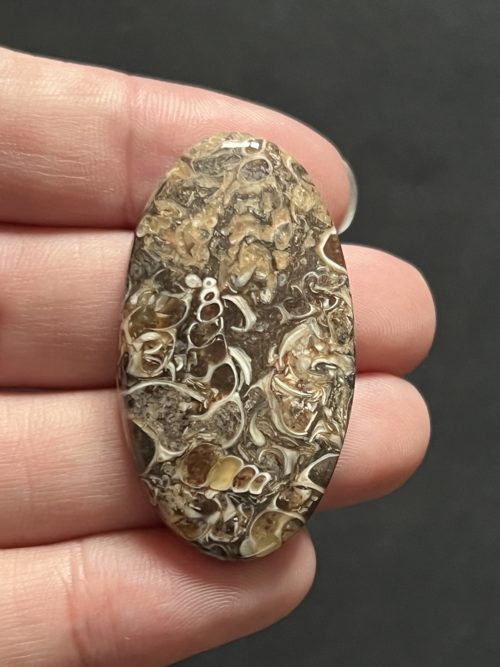 Agate fossile turitelle n°2