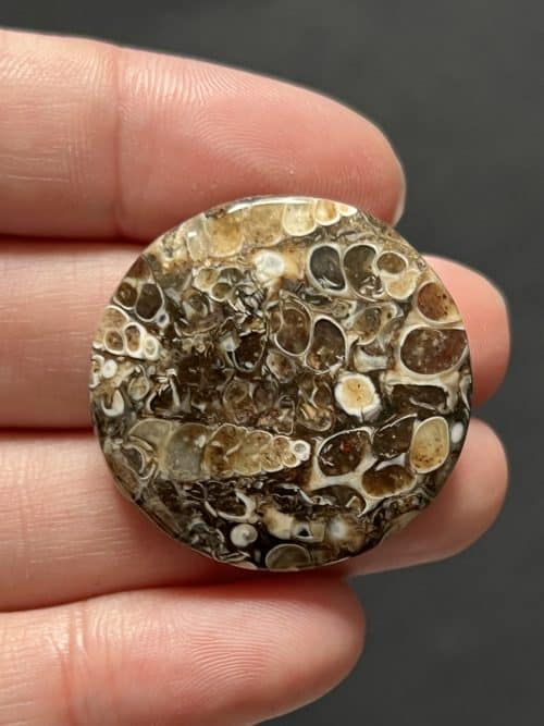 Agate fossile turitelle n°3